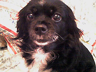 soy Madrileña soy camada de un criadero en el pueblo de chinchon aun mis ultimos 5 meses de vida fueron en la isla de Tenerife,desgraciadamente el veterinario no me queria operar cuando mi tumor era como una judia ,decia que aun era pequeño para operar y me hacia biosias yanalisis de sangre,para desangrar la cartera de mi madre,luego cuando tenia el tumos encangrenado me hizo otra biosia y tardo en darlema 15 dias paara decir que me quedan dos meses de vida,
el veterinario de Madrid el de toda la vida se hecho las manos en la caneza cuando mi madre le conto todo, su respuesta como un buen profesional es que ese señor no era veterinario, que hay un protocolo en hembras adultas y que no puede dejar crecer un tumor por que desde que se va a la facultad esos tumores hay que operar antes de que crezcan por que pueden desencadenar en cancer,
Pero DIos es justo y me ha dicho que le va a mirar con los mismos OJOS que ese señor me miro a mi, le va hacer pagar lo mal que me cuido.. soy Madrileña soy camada de un criadero en el pueblo de chinchon aun mis ultimos 5 meses de vida fueron en la isla de Tenerife,desgraciadamente el veterinario no me queria operar cuando mi tumor era como una judia ,decia que aun era pequeño para operar y me hacia biosias yanalisis de sangre,para desangrar la cartera de mi madre,luego cuando tenia el tumos encangrenado me hizo otra biosia y tardo en darlema 15 dias paara decir que me quedan dos meses de vida,
el veterinario de Madrid el de toda la vida se hecho las manos en la caneza cuando mi madre le conto todo, su respuesta como un buen profesional es que ese señor no era veterinario, que hay un protocolo en hembras adultas y que no puede dejar crecer un tumor por que desde que se va a la facultad esos tumores hay que operar antes de que crezcan por que pueden desencadenar en cancer,
Pero DIos es justo y me ha dicho que le va a mirar con los mismos OJOS que ese señor me miro a mi, le va hacer pagar lo mal que me cuido..